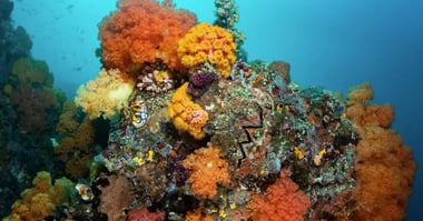 How Does Plastic Affect The Coral Triangle?