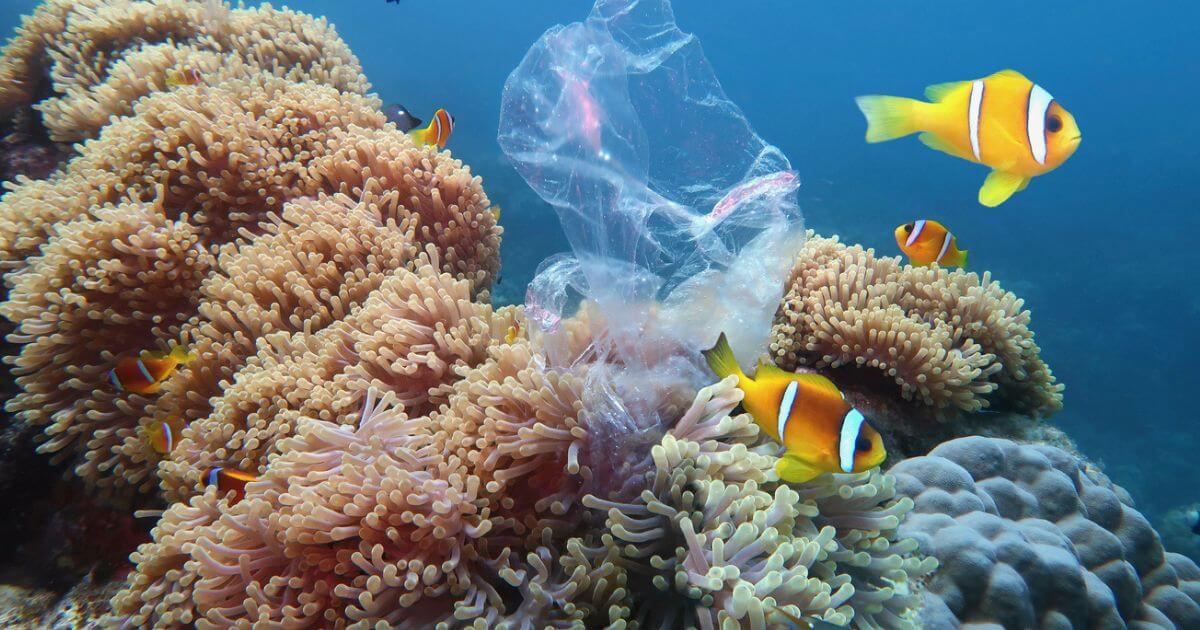 A plastic bag floating amongst coral and tropical fish