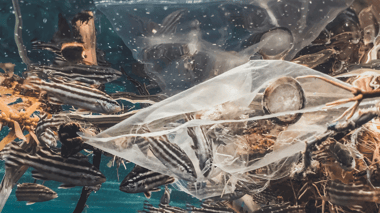 How to calculate your plastic footprint