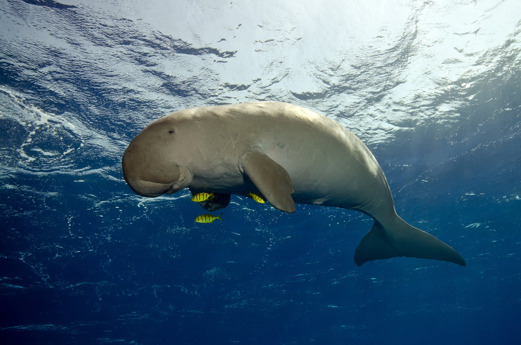 Dugong